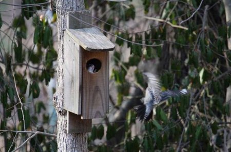Кто в теремочке живет (4 фото)