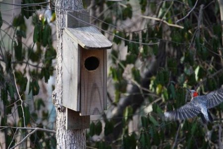 Кто в теремочке живет (4 фото)