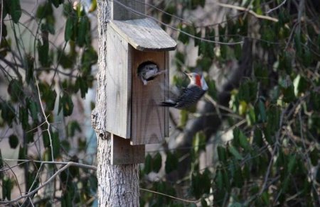 Кто в теремочке живет (4 фото)