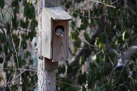 Кто в теремочке живет (4 фото)