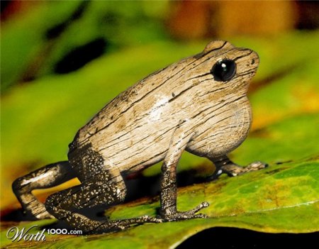 Все из дерева (30 фото)