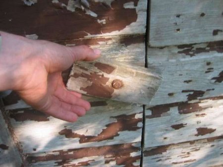 Туалет в лесу (5 фото)