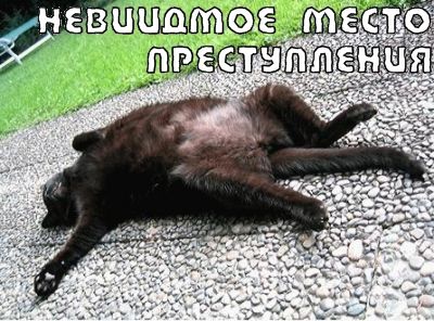 Видимые коты и невидимые предметы