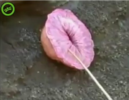 Очень странное животное