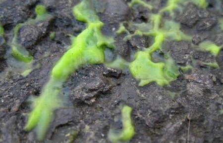 Люди против политиков (23 фото)