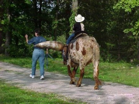 Вырос бычок