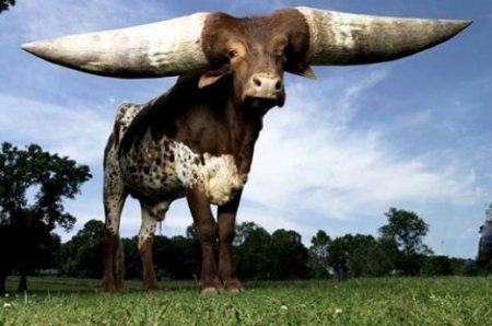 Вырос бычок