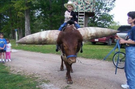 Вырос бычок