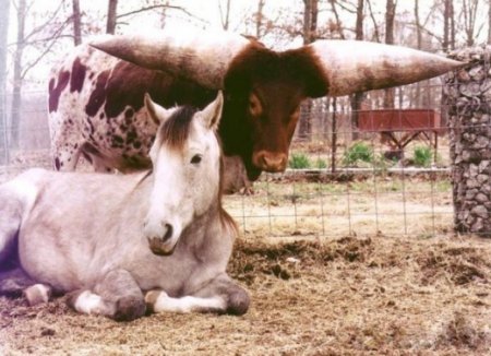 Вырос бычок