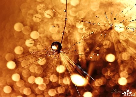 Фотограф Sandy