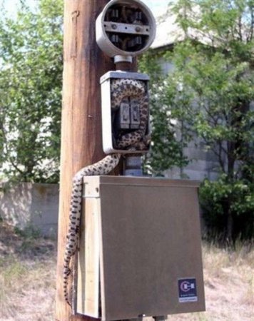 В погоне за добычей (5 фото)