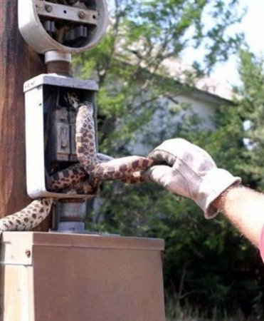 В погоне за добычей (5 фото)