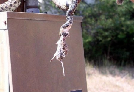 В погоне за добычей (5 фото)