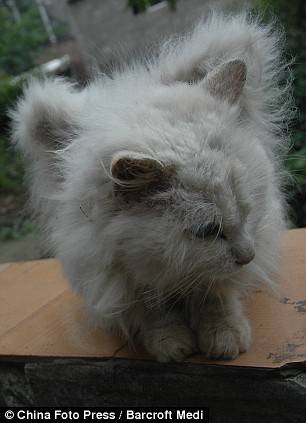 Кот с крыльями (5 фото)