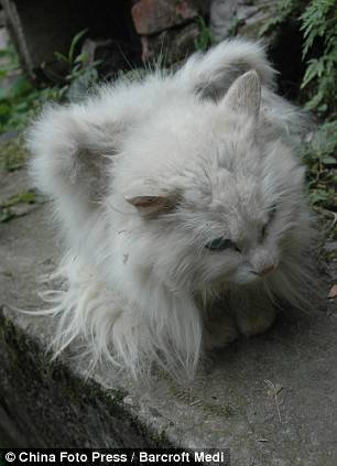 Кот с крыльями (5 фото)