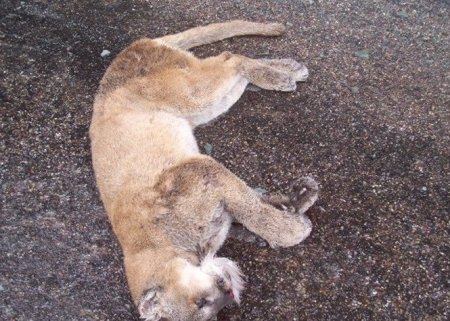 Последний поединок (6 фото)