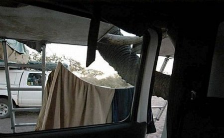 Испорченный пикник (12 фото)