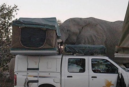 Испорченный пикник (12 фото)