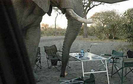 Испорченный пикник (12 фото)