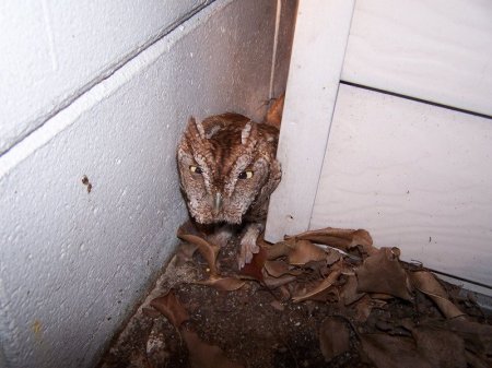 Чо нада (7 фото)