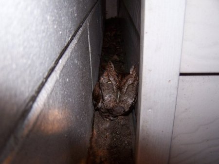 Чо нада (7 фото)