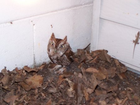 Чо нада (7 фото)