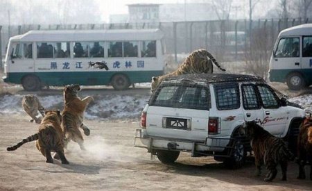 Аттракцион с тиграми в Китае (5 фото)