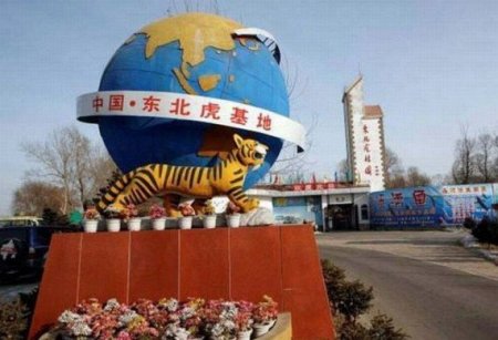 Аттракцион с тиграми в Китае (5 фото)