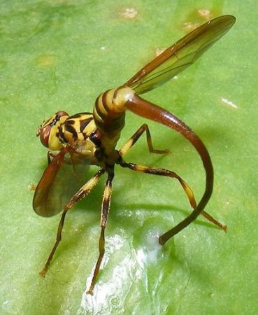 Яйца насекомых (21 фото)