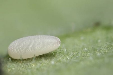 Яйца насекомых (21 фото)