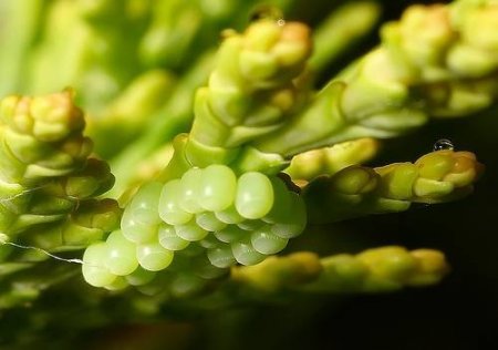 Яйца насекомых (21 фото)