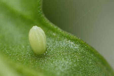 Яйца насекомых (21 фото)