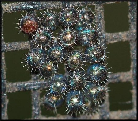 Яйца насекомых (21 фото)