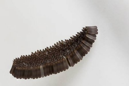 Яйца насекомых (21 фото)