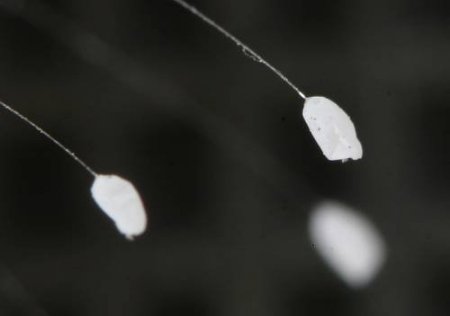 Яйца насекомых (21 фото)