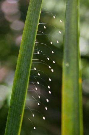Яйца насекомых (21 фото)