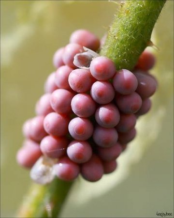 Яйца насекомых (21 фото)