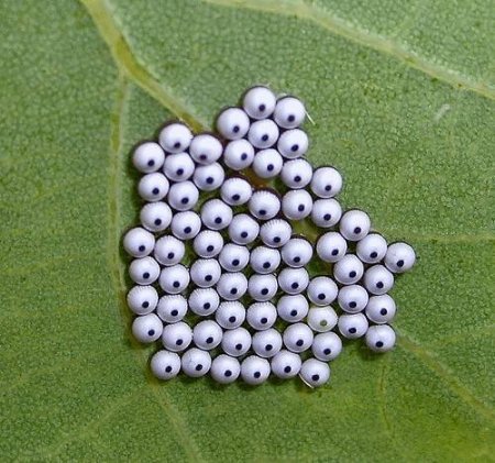 Яйца насекомых (21 фото)