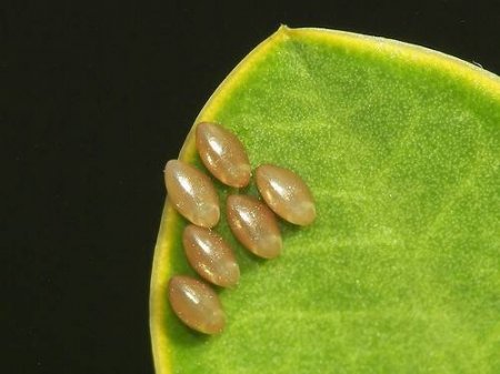 Яйца насекомых (21 фото)