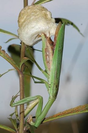 Яйца насекомых (21 фото)