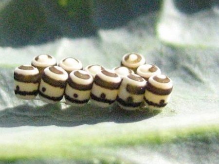 Яйца насекомых (21 фото)