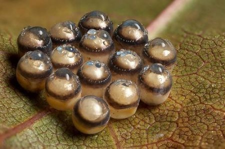 Яйца насекомых (21 фото)