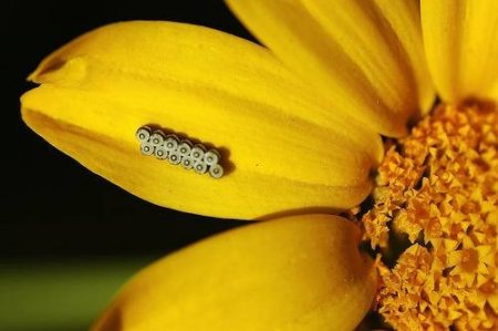 Яйца насекомых (21 фото)