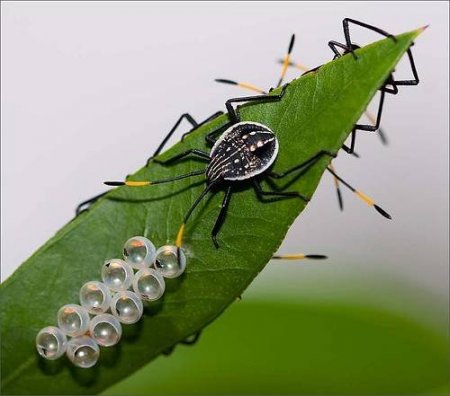 Яйца насекомых (21 фото)