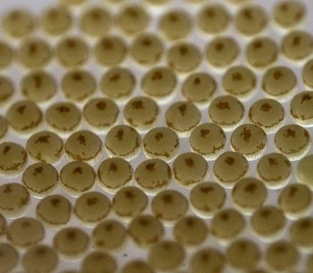 Яйца насекомых (21 фото)