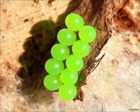 Яйца насекомых (21 фото)