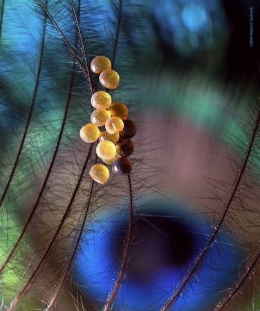 Яйца насекомых (21 фото)