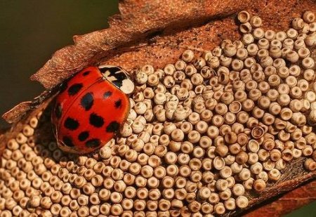 Яйца насекомых (21 фото)