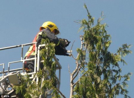 Атакован воронами (5 фото)