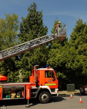 Атакован воронами (5 фото)